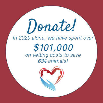 How can I donate? - Mending Spirits Animal Rescue